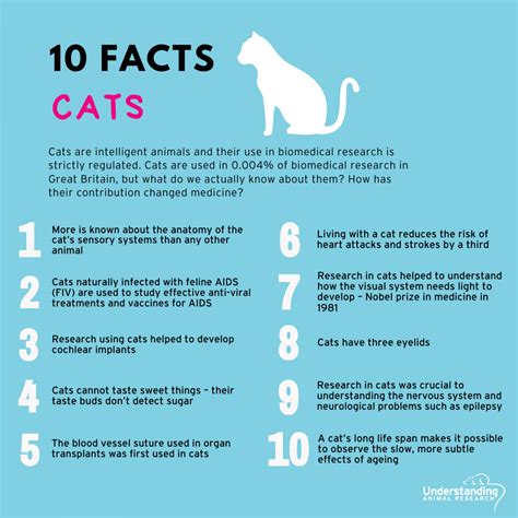 Interesting Cat Facts