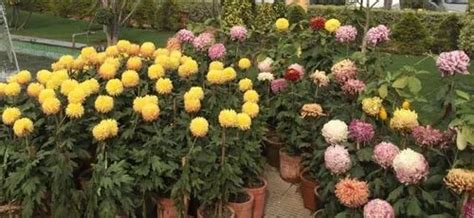 Date Palm Trees Service Provider from Jaipur