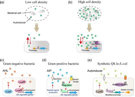 Quorum Sensing Jellyfish