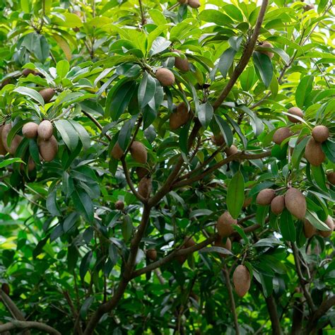 🍀 How to Grow and Care for Sapodilla