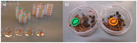 Cannibalism as a Possible Entry Route for Opportunistic Pathogenic ...