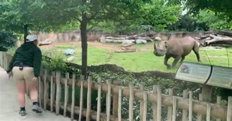 Rhino Jumps In Joy After Seeing Caretaker