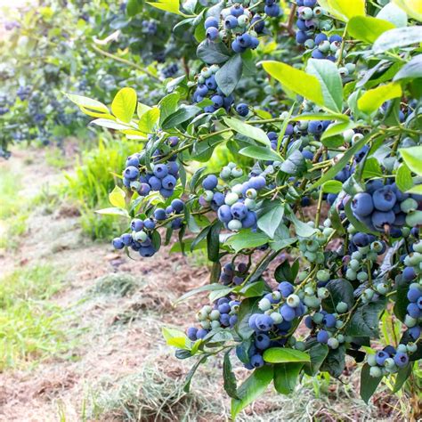 O'Neal Blueberry Bush | Plants Express