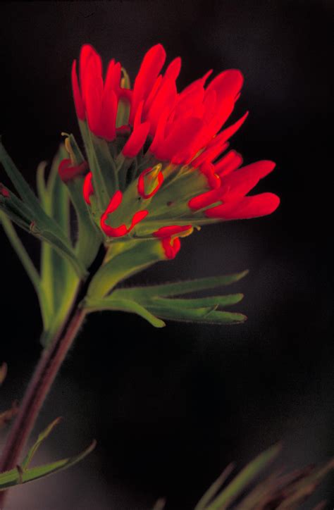 Indian paint brush flower - neryego
