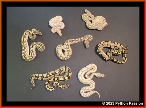 Image result for Ball Python Clutch