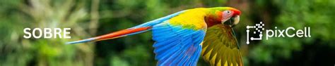 ¿QUIÉN ES PIXCELL? Contacta con nosotros