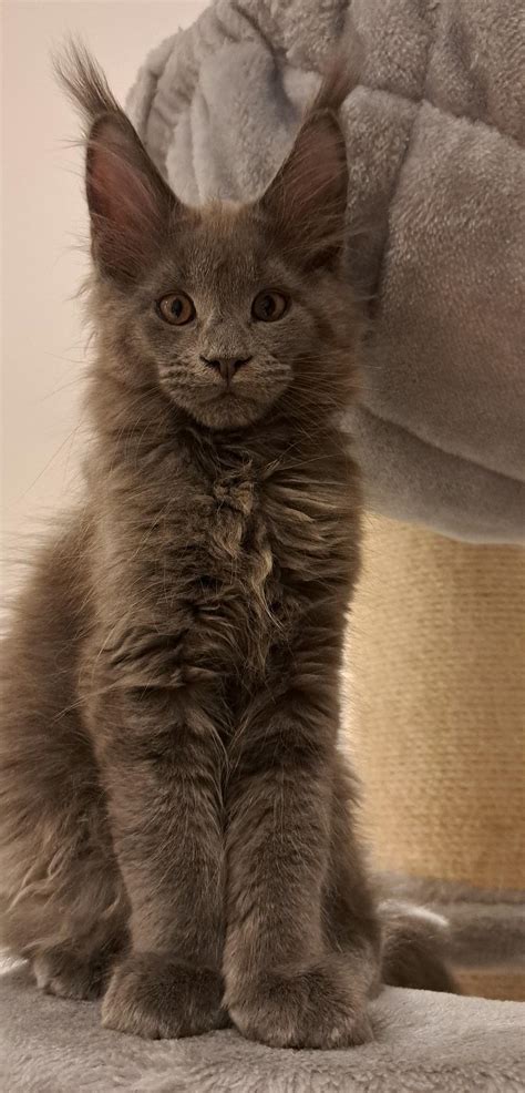 Maine Coon Grey Kitten