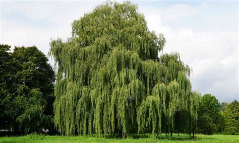Willow Tree: Meaning, Symbolism, and Significance - A-Z Animals