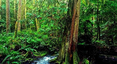 Image result for Forest O2 Vector