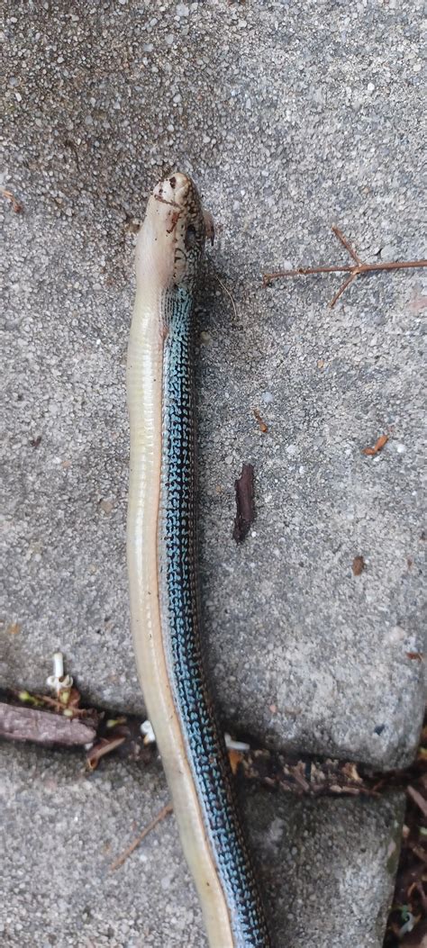 Small snake found in costal South Carolina : r/herpetology