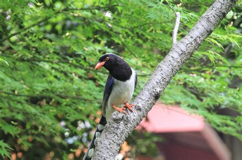 3rd Bird Robot 的图像结果