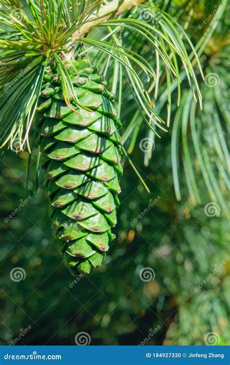 Eastern White Pine stock photo. Image of white, pine - 184927330