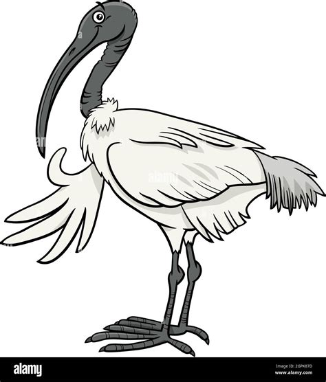 Species of ibis Stock Vector Images - Alamy