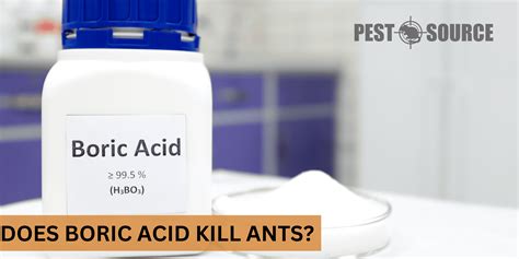 Does Boric Acid Kill Ants? - Pest Source