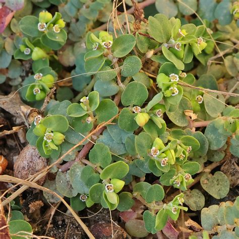 Hierba de la golondrina (Euphorbia serpens)