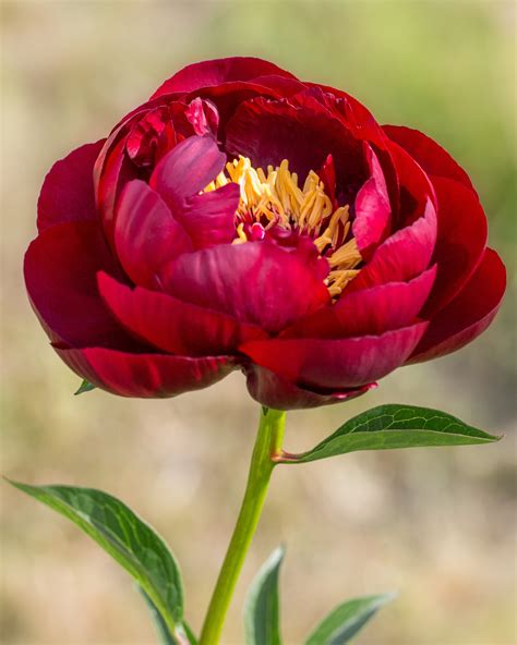 Peony 'Buckeye Belle' bare roots — Buy red peonies online at Farmer ...