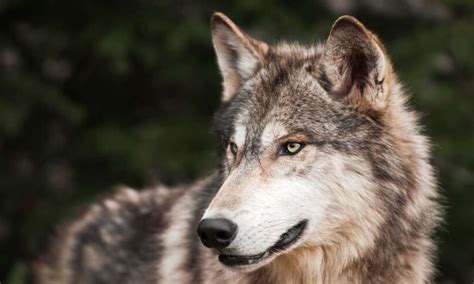 Wolf Attack: बहराइच में भेड़ियों का आतंक जारी, बुजुर्ग और बच्चे पर किया ...