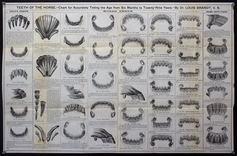 Horse Teeth Age Chart