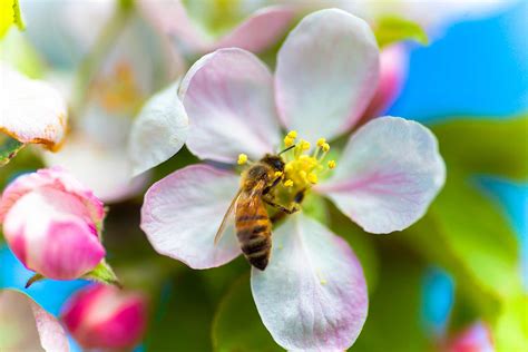 Members of the Pollen Nation - Rice Fruit Company