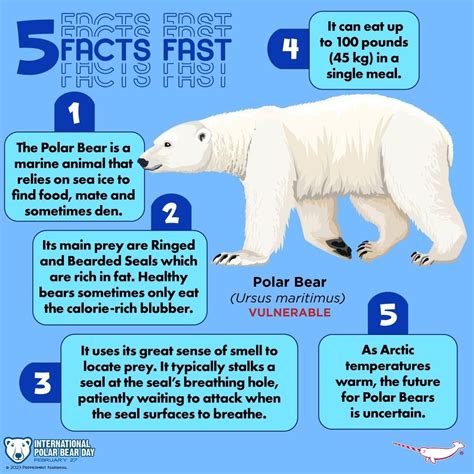 Best 13 108 Fun Polar Bear Facts For Kids – Artofit