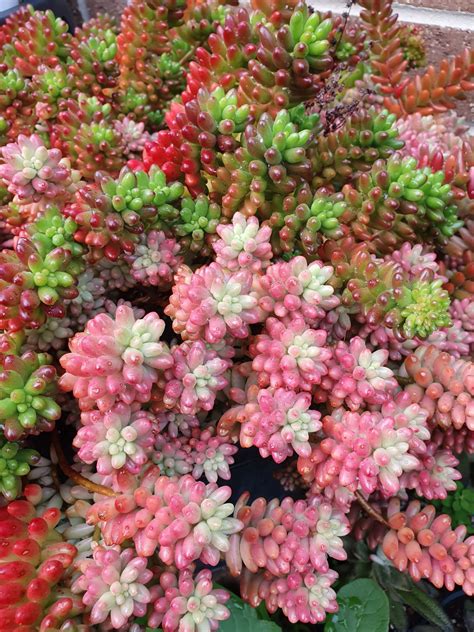 Types Of Succulents With Flowers