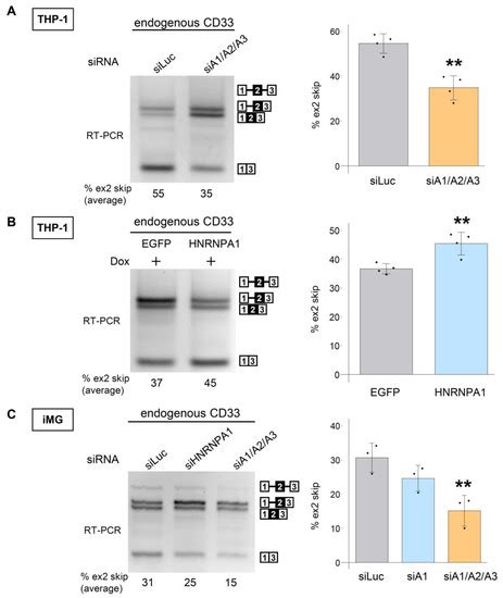 Alzheimer’s Disease-Associated Alternative Splicing of CD33 Is ...