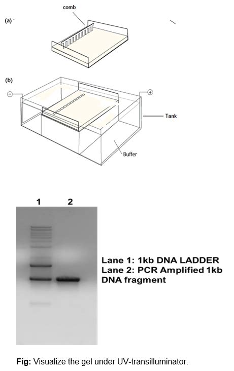 Image result for PCR Machine Tutorial
