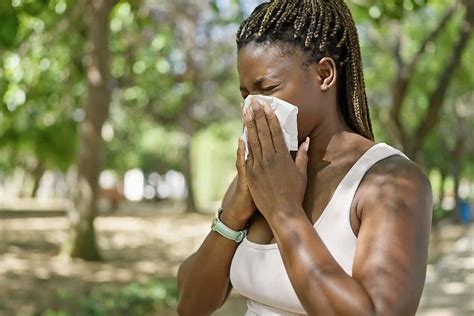 Birch Pollen Allergy: Symptoms and Treatment Options | LifeMD