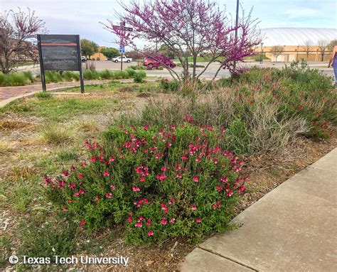 Autumn Sage | Herbaceous Plant Finder | Comprehensive Landscape Plant ...