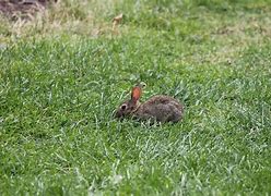 Image result for Baby Bunnies Adorible Flower