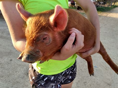 Photos :: Red Wattle Hog Association