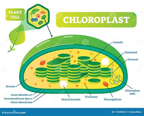 Cross Section Of Chloroplast