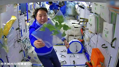 神州十七号太空菜园收菜了，航天员边摘边吃|航天员|太空_新浪新闻