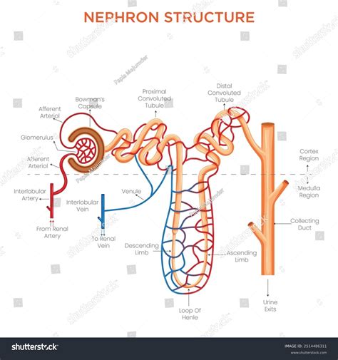 Nephron Diagram Labeled Renal Cortex Histology And Labeled Diagram
