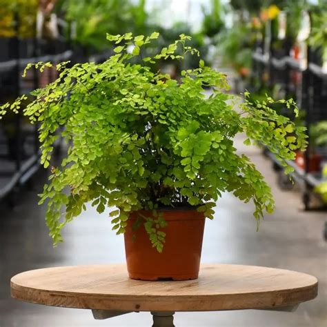 6 Stunning Indoor Fern Types: Beautify Your Home!