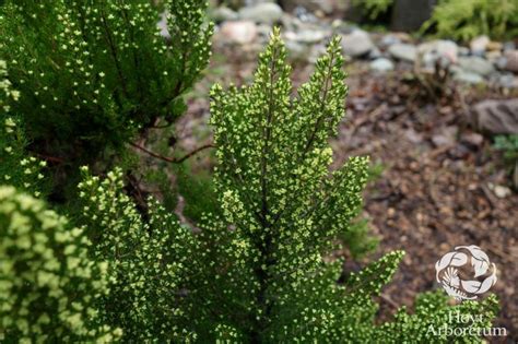 Erica arborea - tree heather | Hoyt Arboretum, Portland, Oregon, USA