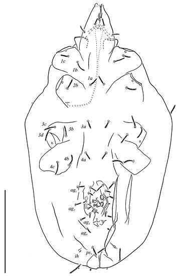 New Definition of Neoprotereunetes Fain et Camerik, Its Distribution ...