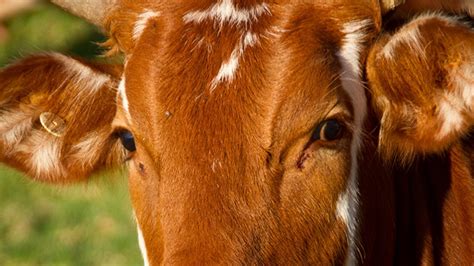 Lumpy Skin Disease: गोवंश में ऐसी बीमारी, दफन करने के लिए ज़मीन भी पड़ी ...