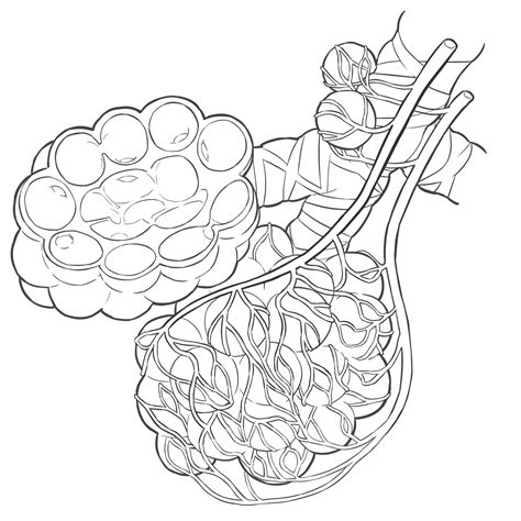 気管支と肺胞と毛細血管 のイラスト※着色なし🎨【フリー素材】｜看護roo![カンゴルー]