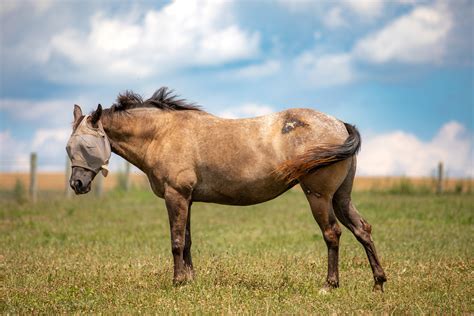 horse - Lancaster Farm Sanctuary