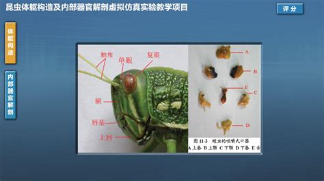 标记蜻蜓身体各部分的示意图插画图片下载-正版图片303695869-摄图网