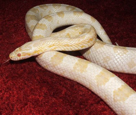 My albino Corn Snake, the Mighty Quinn. She was born in April of 1997 ...