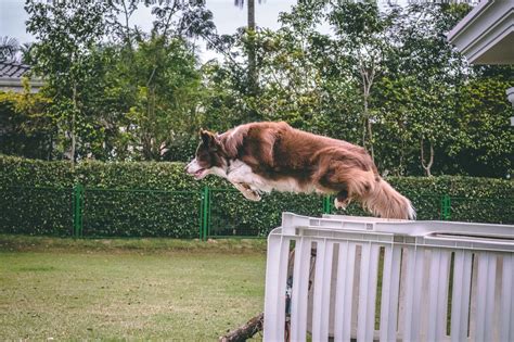 How to stop dog from jumping fence | Dog over fence, How to keep dogs ...
