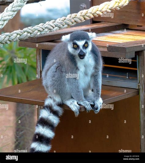 A monkey at zoo Stock Photo - Alamy