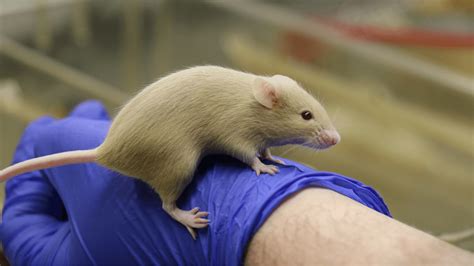 Mouse Model in Lab 的图像结果