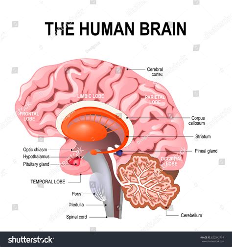 Image result for Brain