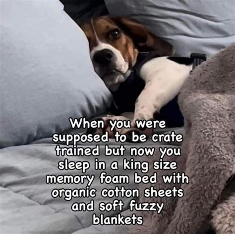 Pin by Cathy Frey-Eltiste on quotes | Cute funny dogs, Funny dogs ...