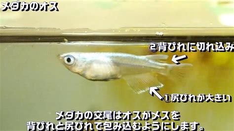 Image result for Example of Debugging Using Letters for Grade 2
