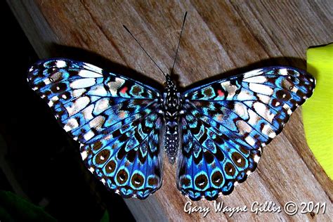 Rare Butterflies Of The World