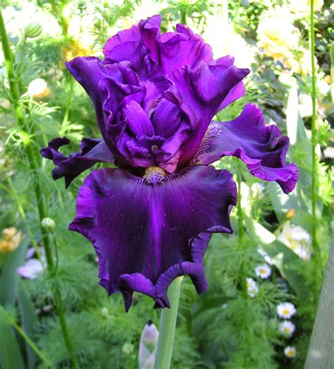 List 90+ Pictures Photos Of Iris Flower Stunning